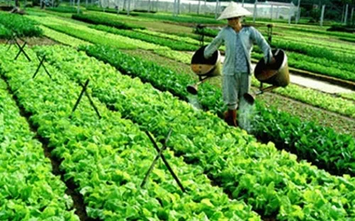 Rau an toàn: Thiếu nhưng vẫn "bế tắc" đầu ra